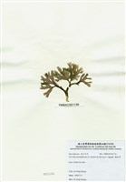 藏品(海木耳)的圖片